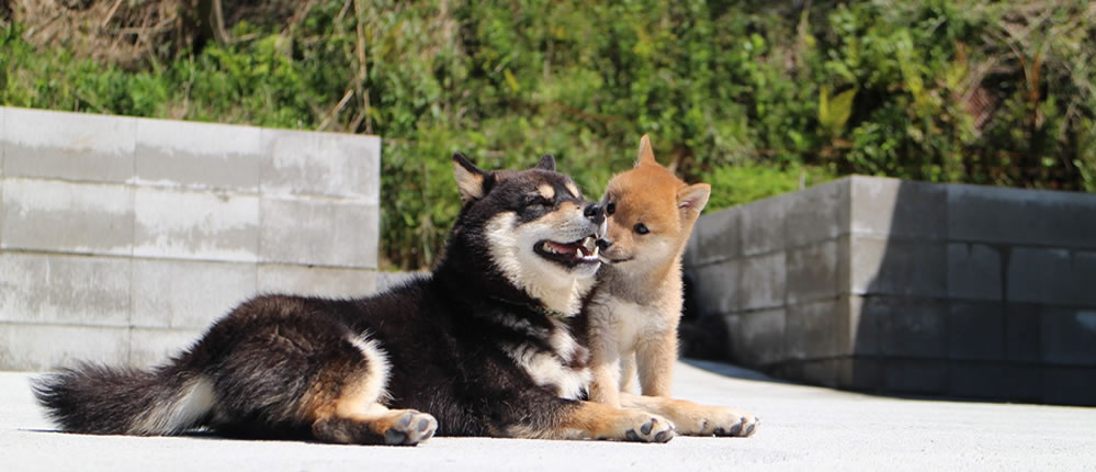 大自然の中でのびのび生活