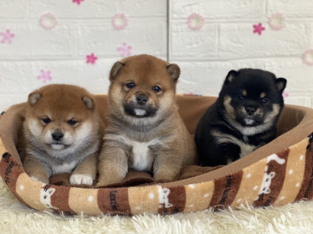 引退した紬の子供達が１歳のお誕生日を迎えました♪