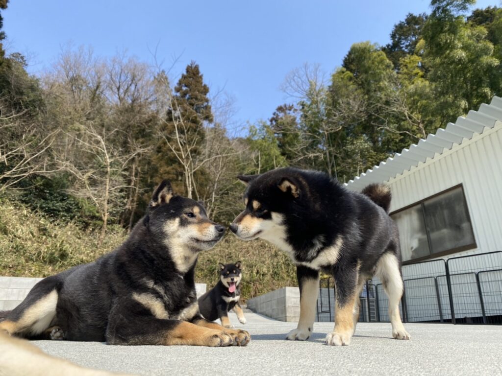 青空ドッグラン♪季節によって気を付けてあげたい・・・