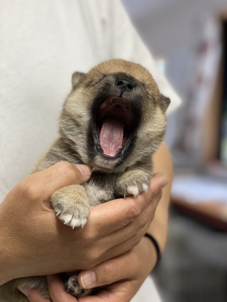 仔犬ちゃん情報を更新いたしました♪