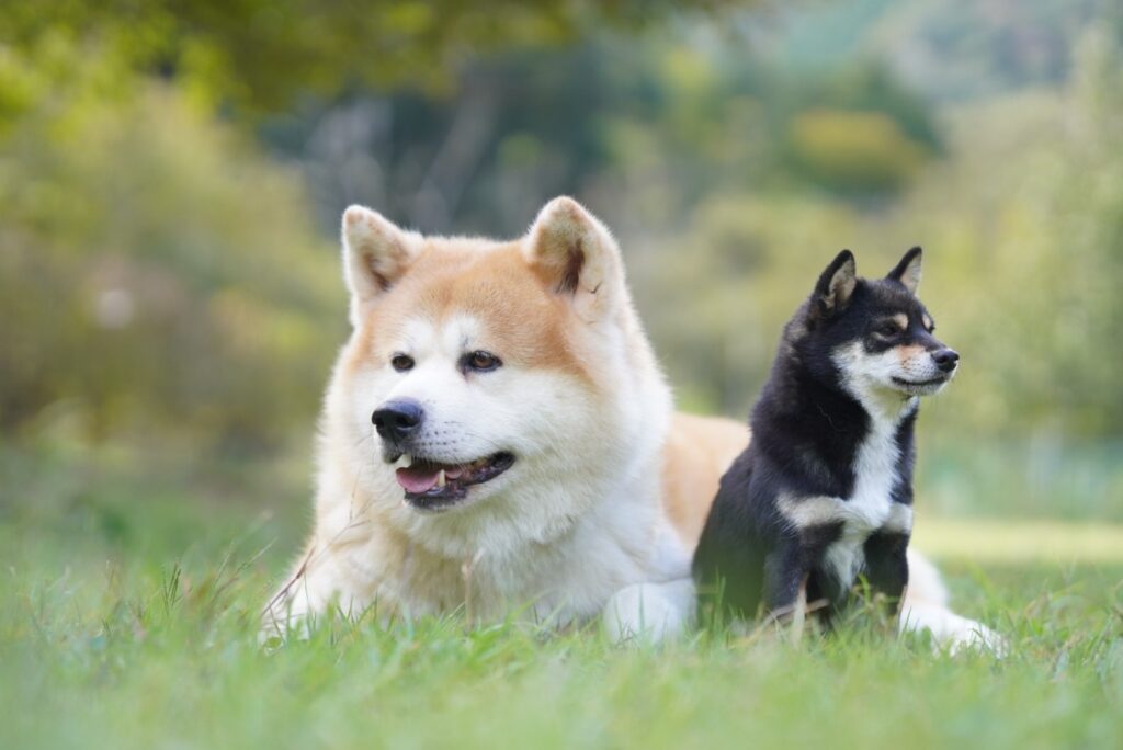 犬舎からのお知らせ！