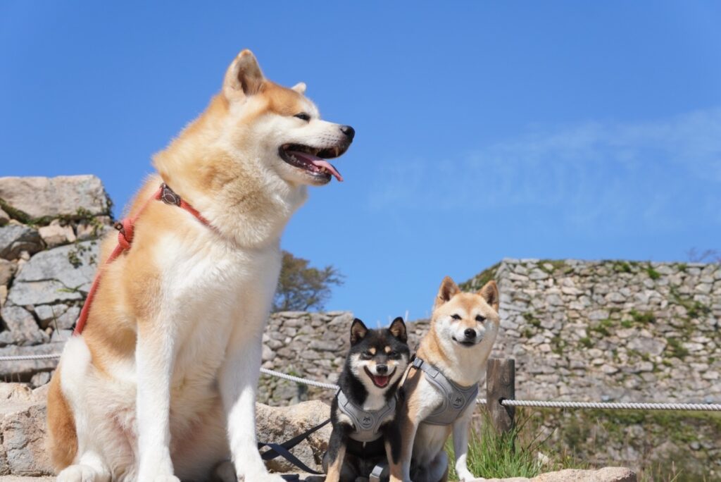 ホームページ内の仔犬ちゃんについて