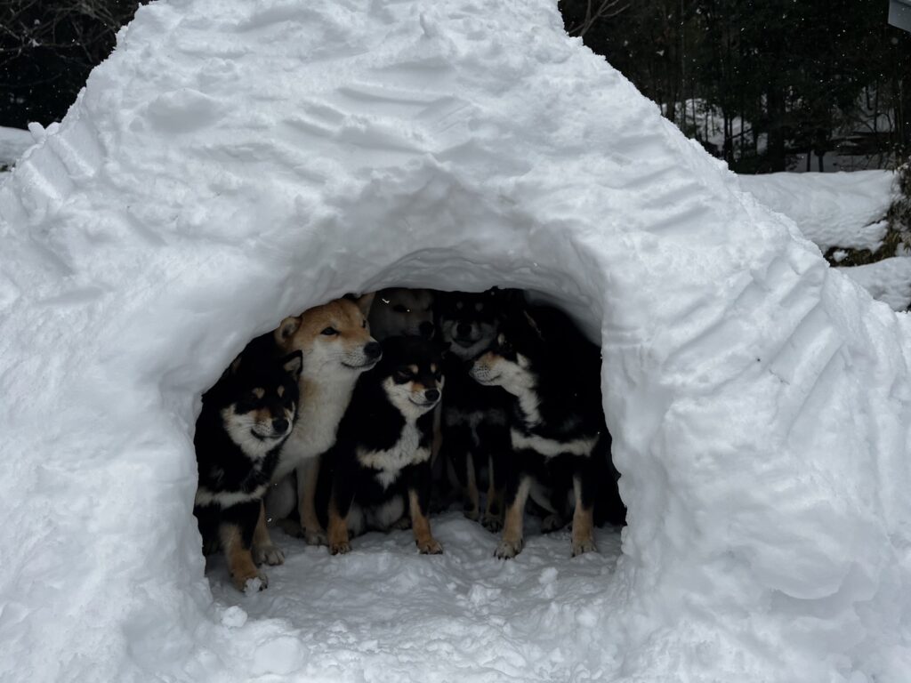 大雪でも元気いっぱいの豆柴さん💕