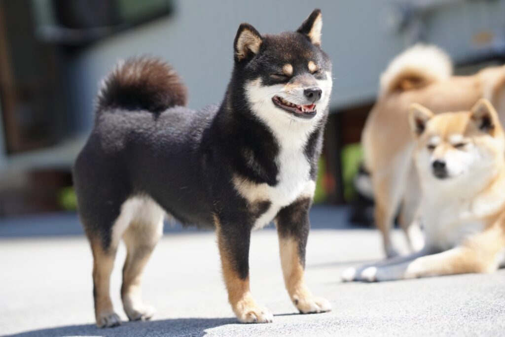 噛み柴犬。その名は『翔新』（とに）