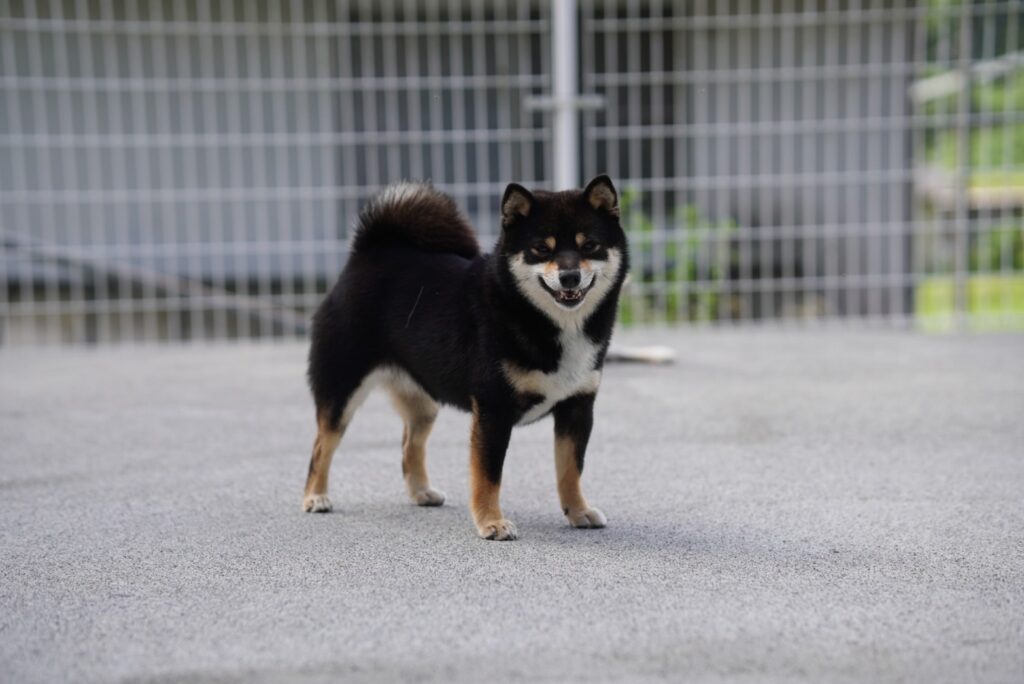 絆七ちゃんいよいよかな⁇