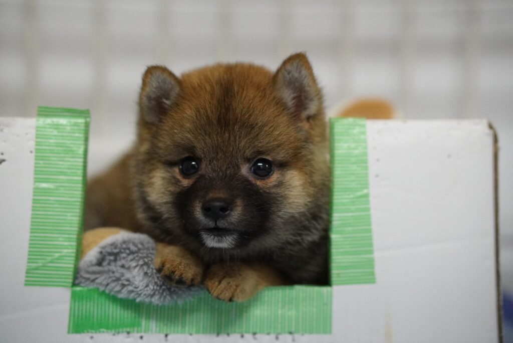 犬舎からのお願い🌟