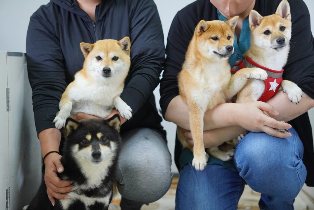 お里帰り🐕🐾