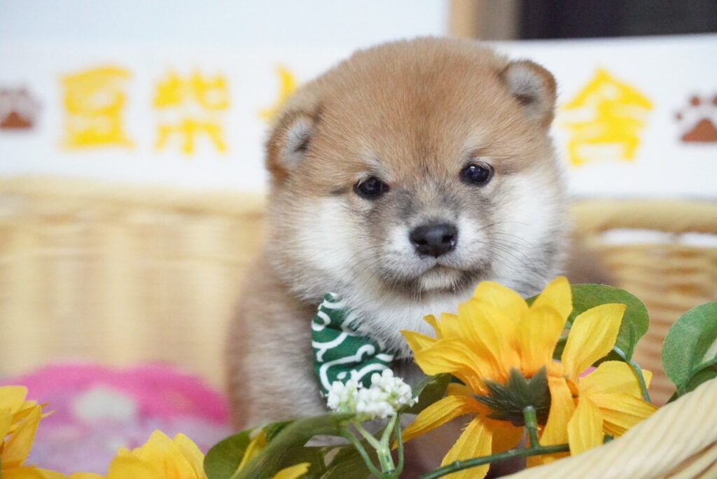 仔犬ちゃん達の写真を更新しました💗